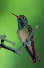 Picture of Buff-bellied Hummingbird