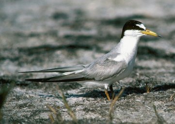 Photograph of the Interior Least Tern