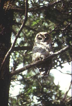 Photograph of the Mexican Spotted Owl