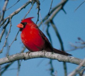 Photograph of the Northern Cardinal