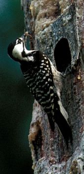 Photograph - Red-cockaded Woodpecker (Peromyscus borealis)