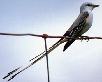 Picture of Scissor-tailed Flycatcher (Tyrannus forficatus)