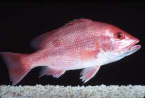 Photo of red snapper
