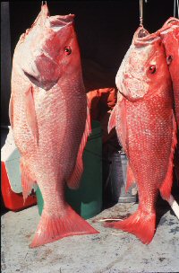 Photo of two very large red snpper