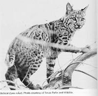 Photograph of the Bobcat