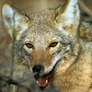 Picture of Coyote (Canis latrans)