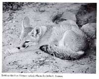 Photograph of the Fox