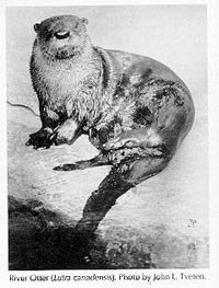 Photograph of the River Otter
