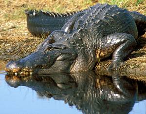 alligator photos