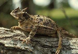 Picture of Horned Lizard on a log