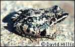 No call for White-lipped Frog is available; Copyright © 1999 David Hillis.