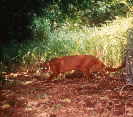 jaguarundi 