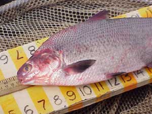 Gizzard shad with hemorrhaging around scales and fins