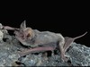 Mexican (Brazilian) Free-tailed Bat