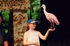 Holding a Roseate Spoonbill As Part of the Sea World Show at Expo