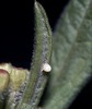 Monarch Butterfly - Egg on Milkweed Leaf
