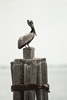 3 - Brown Pelican on Pier Piling at Powderhorn Ranch
