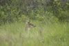 3 - Doe Deer in the Grass at Powderhorn Ranch