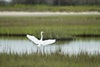 3 - Great Egret on a Wetland Bayou at Powderhorn Ranch