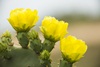 3 - Prickly Pear Cactus Flowers at Powderhorn Ranch