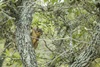 3 - Squirrel at Powderhorn Ranch