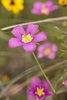3 - Wildflowers at Powderhorn Ranch, Vertical
