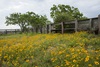 3 - Wildflowers Inside Corral Fence at Powderhorn Ranch, Horizontal