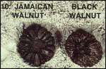 Jamaican Walnut and Black Walnut Sea-beans