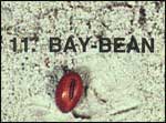 Bay-Bean Sea-bean