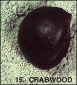 Crabwood Sea-bean