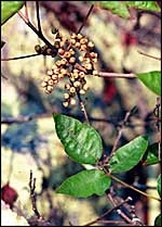 Poison Ivy Berries; Photo Courtesy James H. Miller, USDA Forest Service